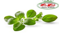 OREGANO MJ