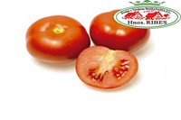 TOMATE CANARIO
