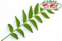 HOJA DE CURRY