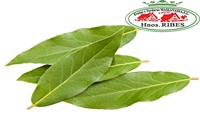 LAUREL