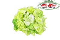 LECHUGA ROMANA CORTADA 4º GAMA