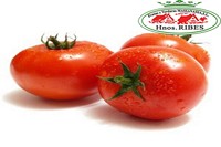 TOMATE PRIMERA
