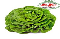 lechuga-trocadero-frutas-massanassa